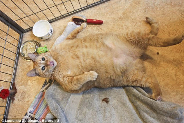 Самый большой кот: Спанч Боб