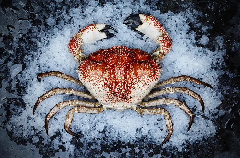 Тасманский гигантский краб (Pseudocarcinus gigas)