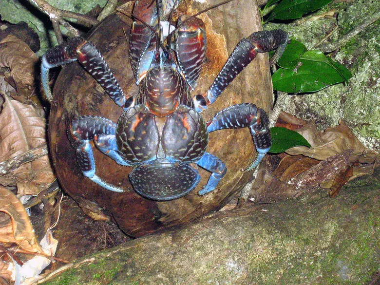 Кокосовый краб (Birgus latro)