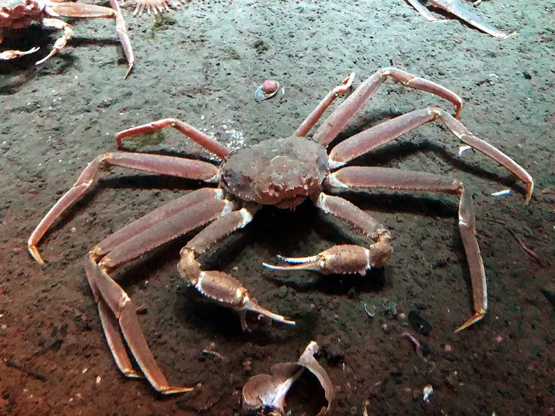 Снежный краб (Chionoecetes opilio)