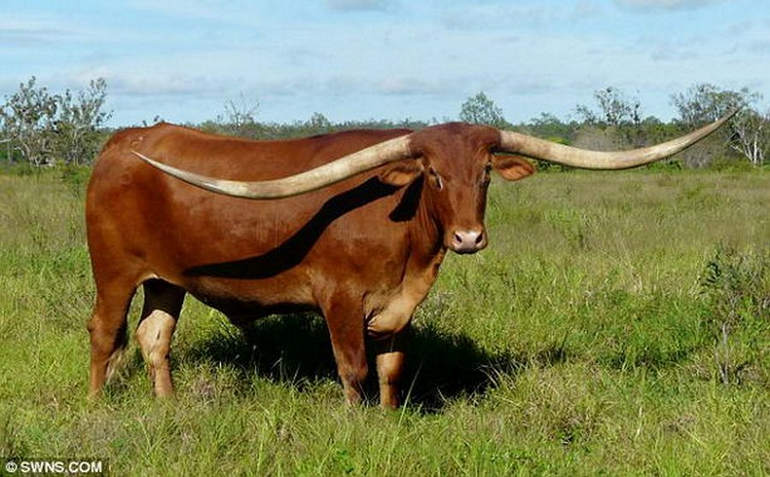Бык с самыми длинными рогами: Джей Эр
