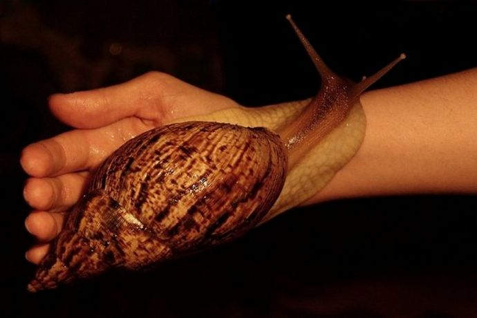 Самая большая сухопутная улитка: Achatina-achatina