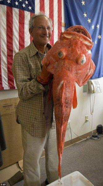 Самый старый морской окунь: 200 лет