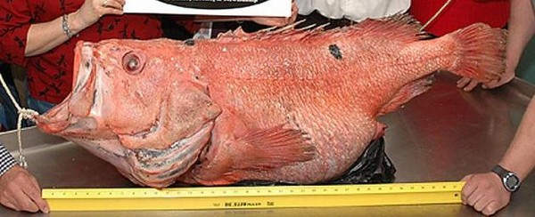 Самый старый морской окунь: 200 лет
