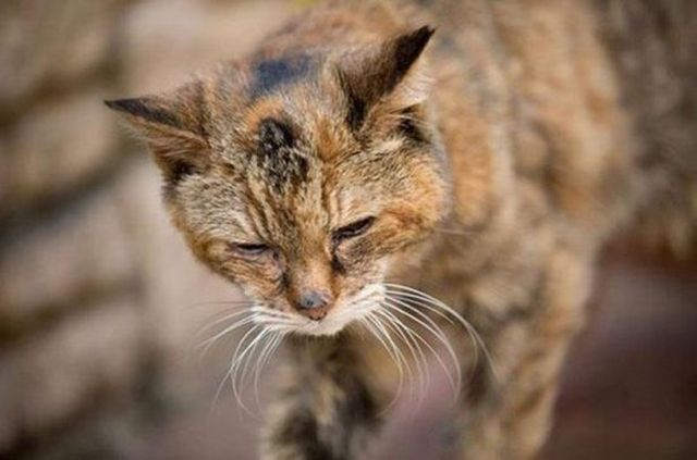 Самая старая кошка умерла в возрасте 24 лет