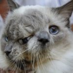 Самый старый кот с двумя мордами: Фрэнк и Луи