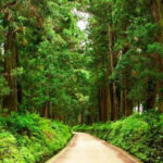 Самая длинная аллея деревьев: Cedar Avenue