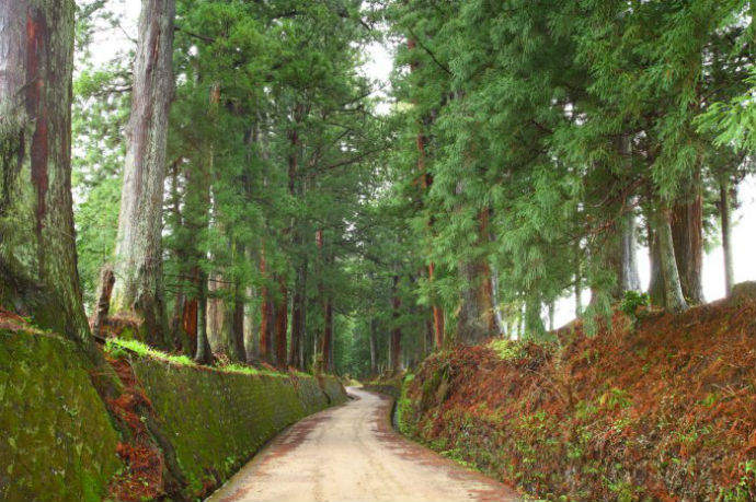 Самая длинная аллея деревьев: Cedar Avenue