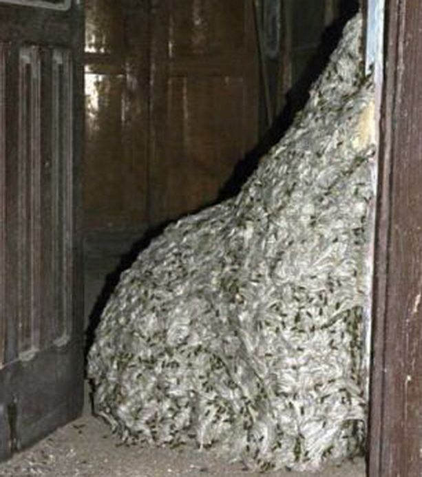 Самое большое осиное гнездо