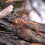 Самое быстролетающее насекомое: Austrophlebia costalis