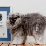 Самый длинношерстный кот в мире