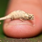 Самый маленький хамелеон: Brookesia minima