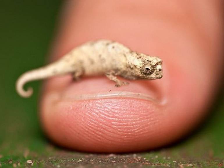 Самый маленький хамелеон: Brookesia minima