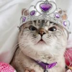 Самый популярный кот в Instagram