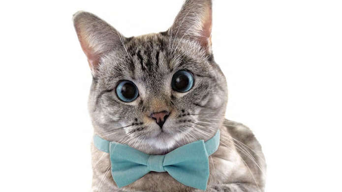 Nala Cat: самая популярная кошка в Instagram