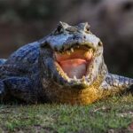 Восемь удивительных рекордов Гиннесса, поставленных рекой Амазонка
