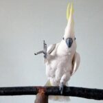 Попугай Снежок (Snowball), который умеет делать 14 танцевальных движений